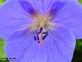 2003-0516BlueGeranium
